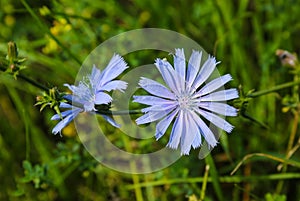 Medicinal plant chicory, Cichorium L