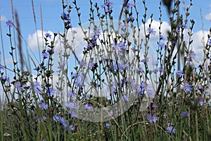medicinal plant chicory (lat.Cichorium intybus) blooms in a meadow with blue flowers