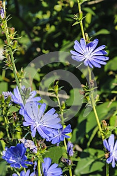 Medicinal plant chicory ordinary, lat. Cichorium and its blue flowers grow on the field.