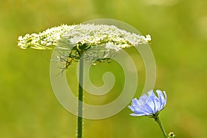 Medicinal plant chicory and wild carrot with flower