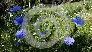 Medicinal plant Cichorium intybus. chicory flower in blooming period