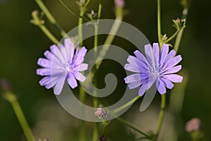 Medicinal plant Cichorium intybus. chicory flower in blooming period