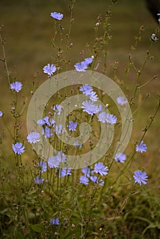 Medicinal plant Cichorium intybus. chicory flower in blooming period