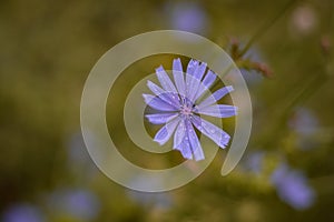 Medicinal plant Cichorium intybus. chicory flower in blooming period