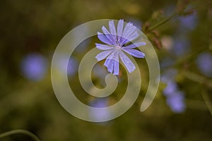 Medicinal plant Cichorium intybus. chicory flower in blooming period