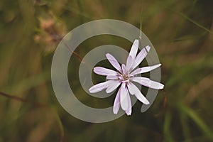 Medicinal plant Cichorium intybus. chicory flower with white petals in blooming period