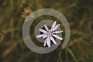 Medicinal plant Cichorium intybus. chicory flower with white petals in blooming period