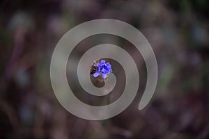 Medicinal plant Cichorium intybus. lonely chicory flower in blooming period