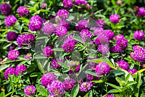 Medicinal plant clover