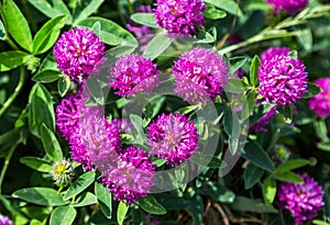 Medicinal plant clover