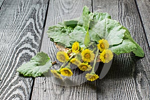 Medicinal plant coltsfoot Tussilago farfara