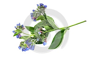 Medicinal plant comfrey on a white background photo
