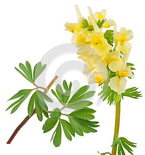 Medicinal plant: Corydalis bracteata