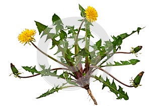 Medicinal plant: Dandelion (Taraxacum officinale) photo