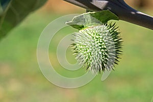 Medicinal plant Datura stramonium. Poisonous weed. Closeup