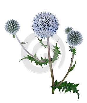 Medicinal plant: Echinops