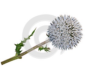 Medicinal plant: Echinops