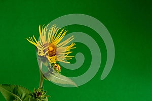 Medicinal plant elecampane inula closeup on green background.