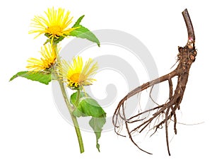 Medicinal plant. Elecampane (Inula helenium)