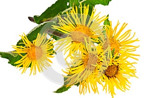 Medicinal plant. Elecampane (Inula helenium)