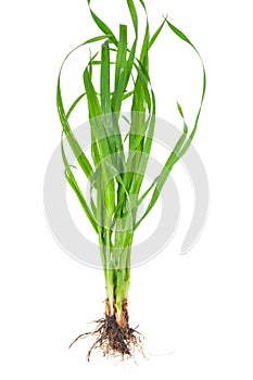 Medicinal plant: Elytrigia repens. Couch-grass photo