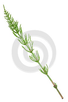 Medicinal plant: Equisetum arvense. Horsetail