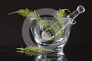 Medicinal plant Equisetum arvense. Horsetail in glass mortar on black background