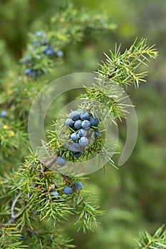 Medicinal plant - Juniperus communis photo