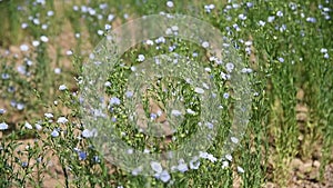 Medicinal plant Flax Linum Usitatissimum grows in an agricultural field