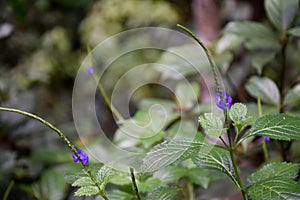 Medicinal plant gervao in natural surrounding with soft blurry background