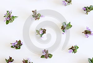 Medicinal plant Glechoma hederacea and Ajuga reptans. Flowers composition. Flowers on white background. Flat lay, top
