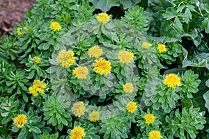 Medicinal plant Golden root. Blooming rich bushes of Rhodiola rosea, close-up. Blooming Rhodiola rosea
