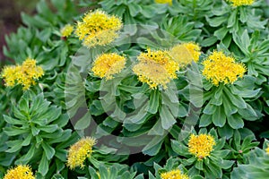Medicinal plant Golden root. Blooming rich bushes of Rhodiola rosea, close-up. Blooming Rhodiola rosea