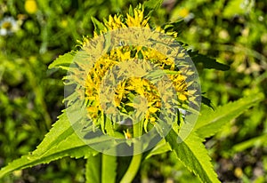 Medicinal plant Golden root, Rhodiola rosea