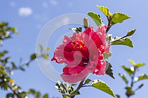 The medicinal plant of hibiscus flower (Hibiscus rosa-sinensis L.) belongs to the plant family of Malvaceae