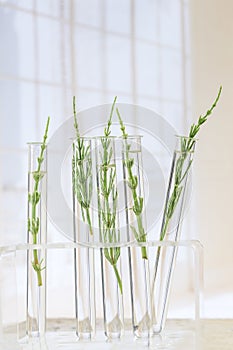 Medicinal plant Horsetail in test tubes