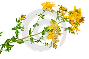 Medicinal plant: Hypericum perforatum. St. John's wort