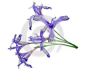 Medicinal plant: Iris uniflora