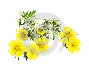 Medicinal Plant Isolated, Potentilla Reptans