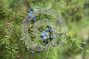 Medicinal plant - Juniperus communis