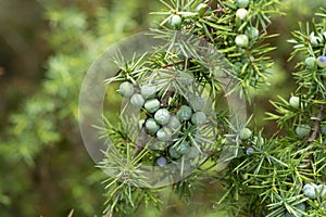 Medicinal plant - Juniperus communis