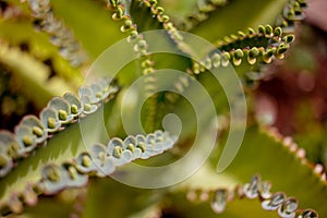 Medicinal plant known as Aranto Chileno, in Brazil photo