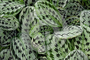 Medicinal plant - MARANTHACEAE , Calathea picturata (Linden) K.Kosh & Linden cv.Vandenheckei
