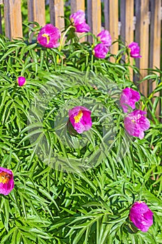 Medicinal plant Marin root or peony (lat. Paeonia anomala )