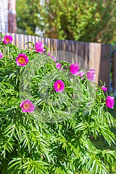 Medicinal plant Marin root or peony (lat. Paeonia anomala )