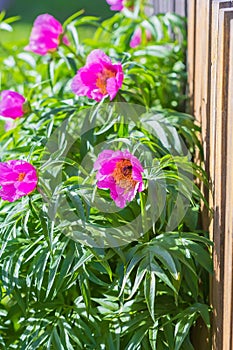 Medicinal plant Marin root or peony (lat. Paeonia anomala )