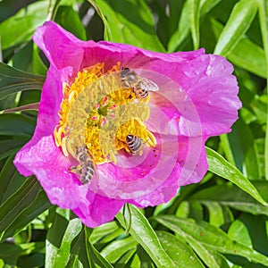 Medicinal plant Marin root or peony lat. Paeonia anomala