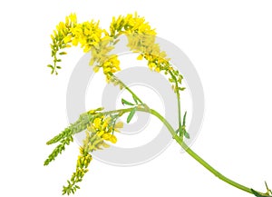 Medicinal plant: Melilotus officinalis