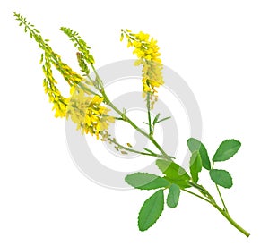 Medicinal plant: Melilotus officinalis