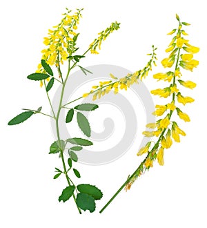 Medicinal plant: Melilotus officinalis (Yellow Sweet Clower)